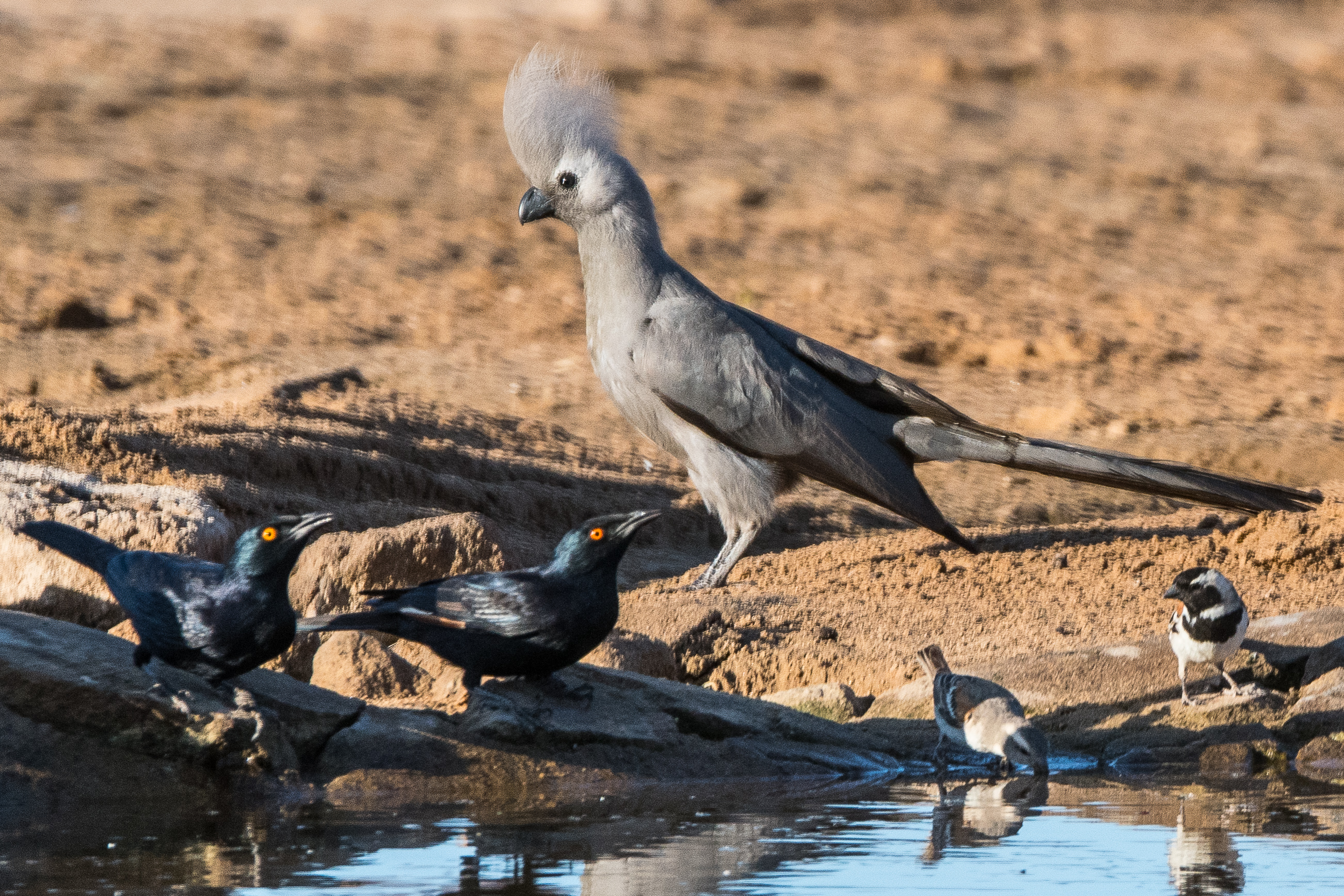 Rufipennes naboroup (Onychognatus nabouroup), Moineaux  mélanure (Passer melanurus) et Touraco concolore ( crinifer concolor) au point d'eau, Hoanib Valley Camp, Kaokoland,  Namibie.